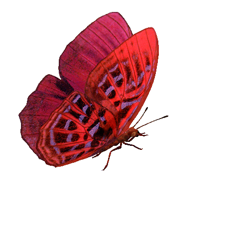 Résultat de recherche d'images pour "gif animé papillon"