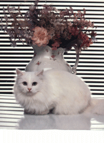 Image du Blog fantazia.centerblog.net