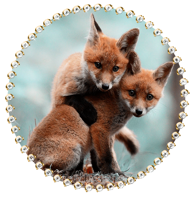 Résultat de recherche d'images pour "gifs animés renard noel"