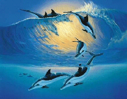 Dolphins.gif