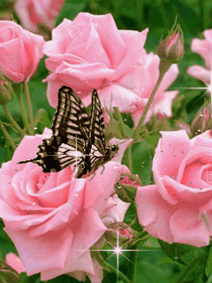 ImageProxyCV.gif