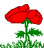 fleurs-coquelicot-1.gif