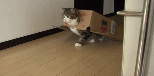 gif-cats-Maru-311830.gif