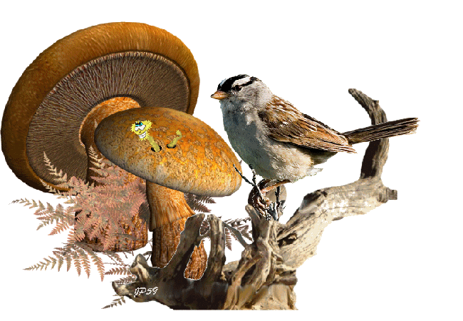 Petit Quiz sur les champignons 0e5aafde